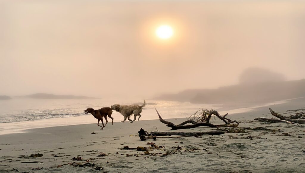 2 dogs running on beach in sunset fog Sonoma