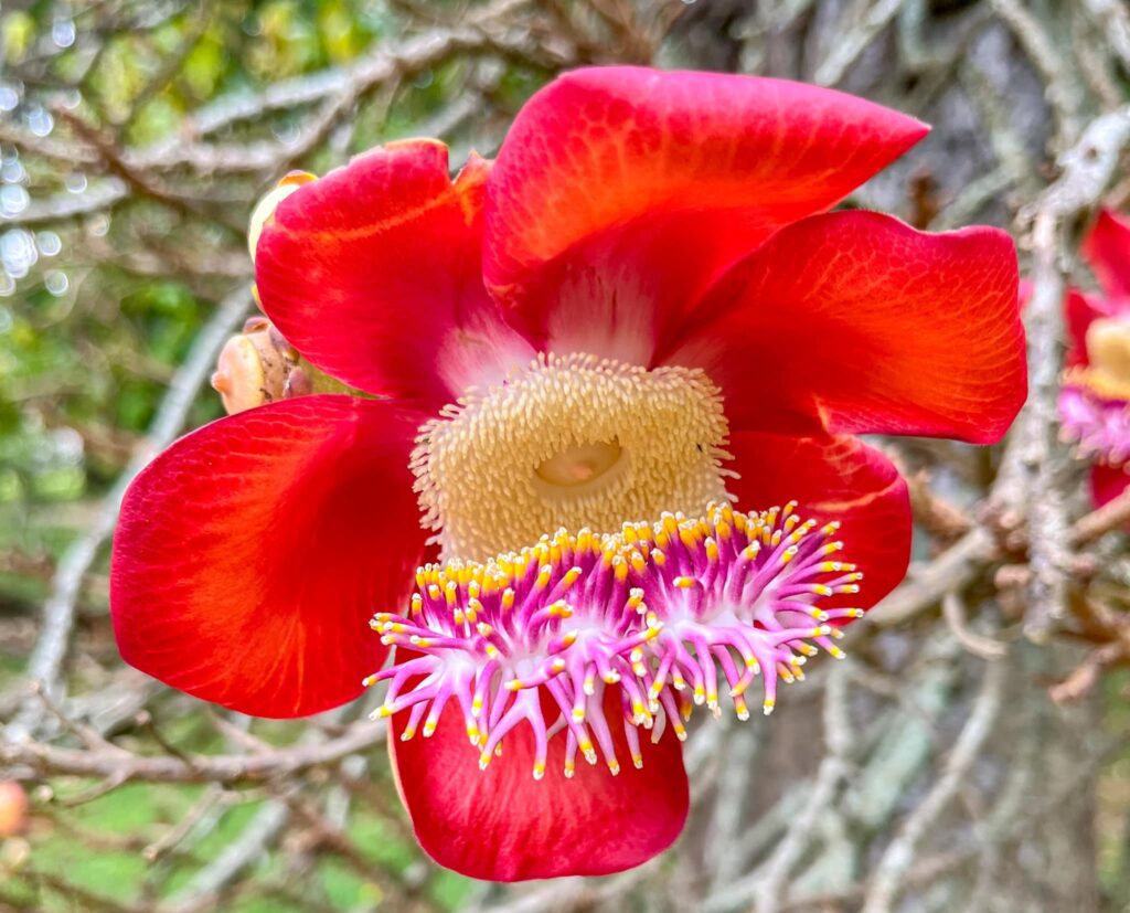 Botanical Garden Rio