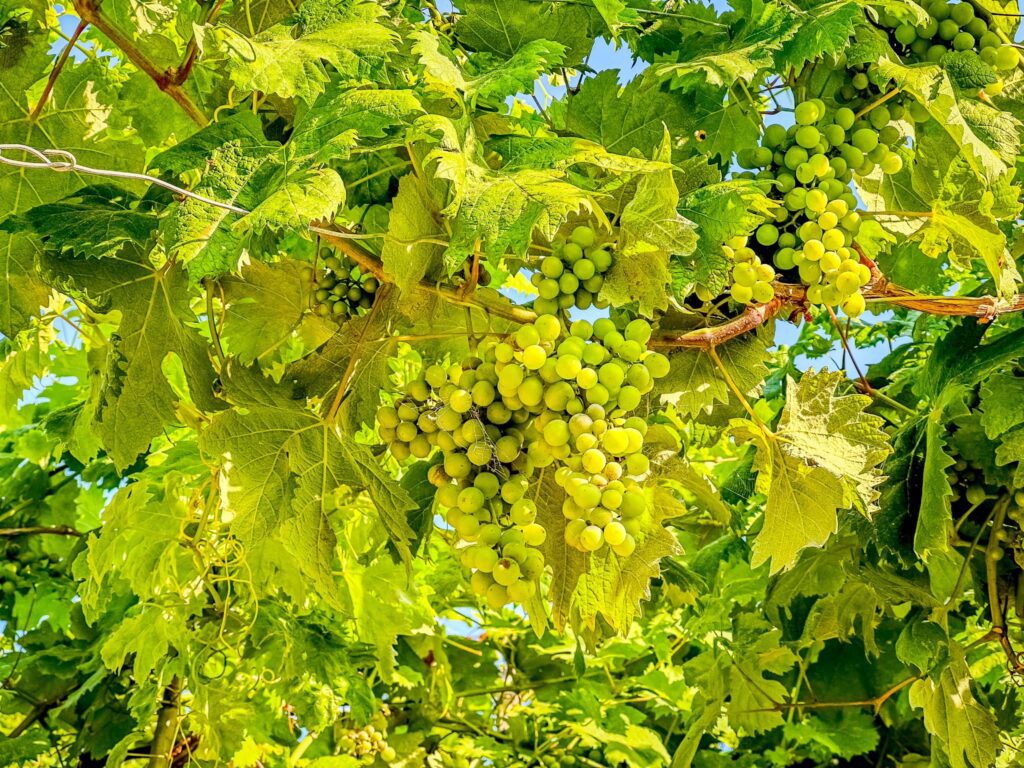 Exploring the terraced vineyards of Corniglia, Cinque Terre