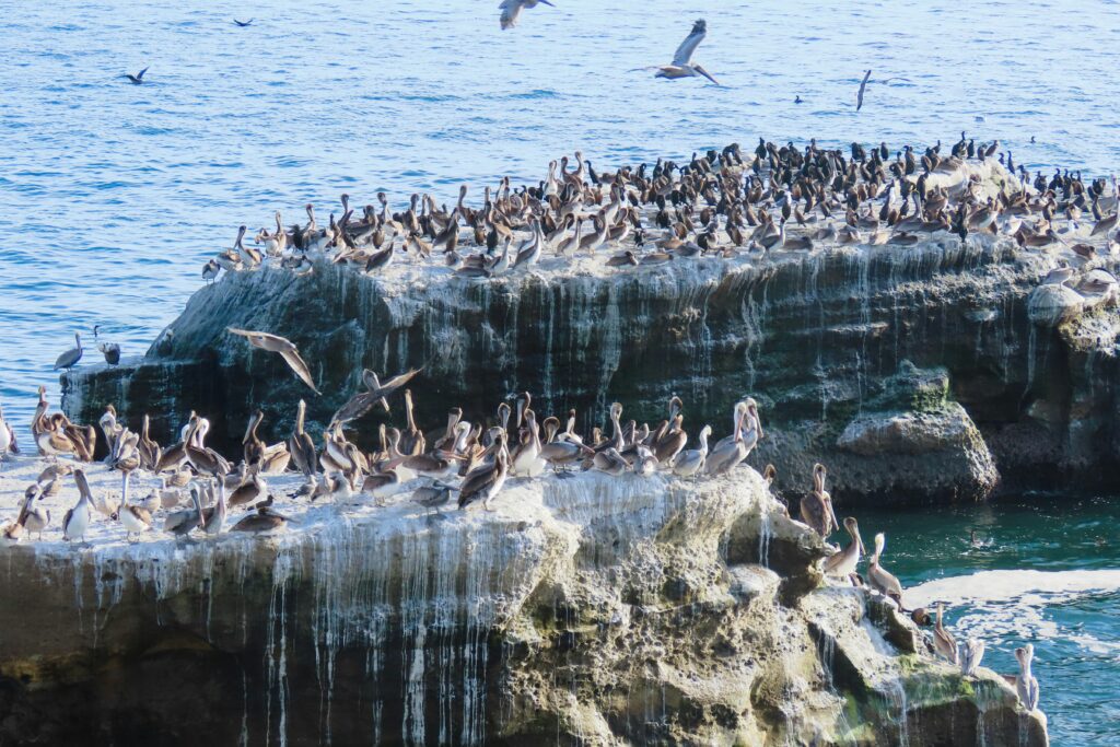 Monterey rocks birds