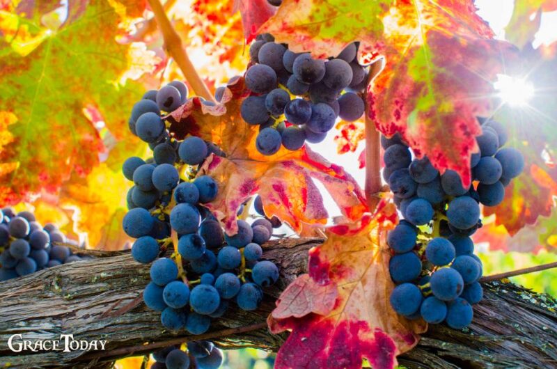 Napa Valley...harvest time - September last weekend