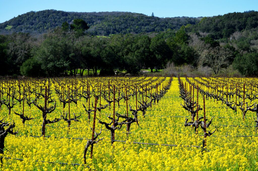 Sonoma Vineyard