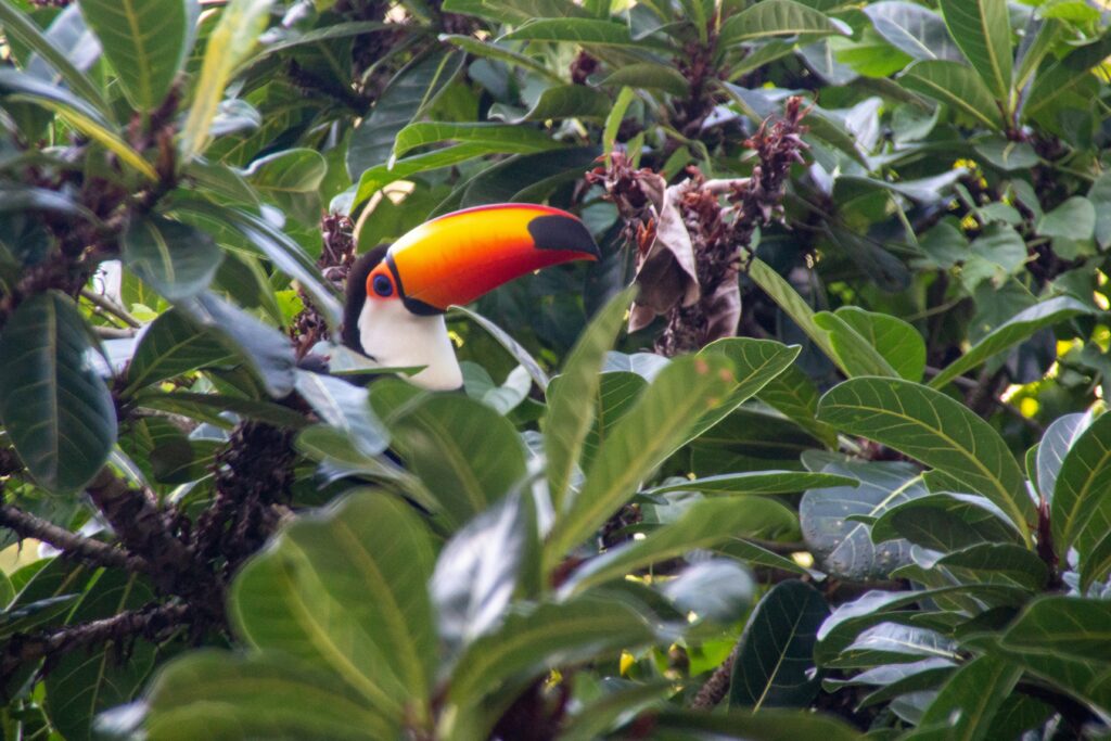 Tijuca National Park