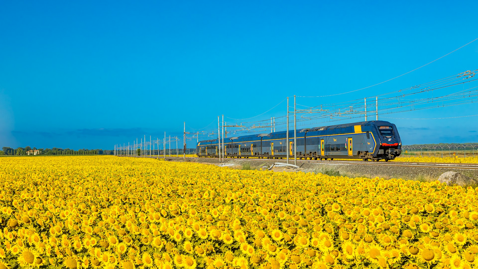 Train near Sunflower Fields